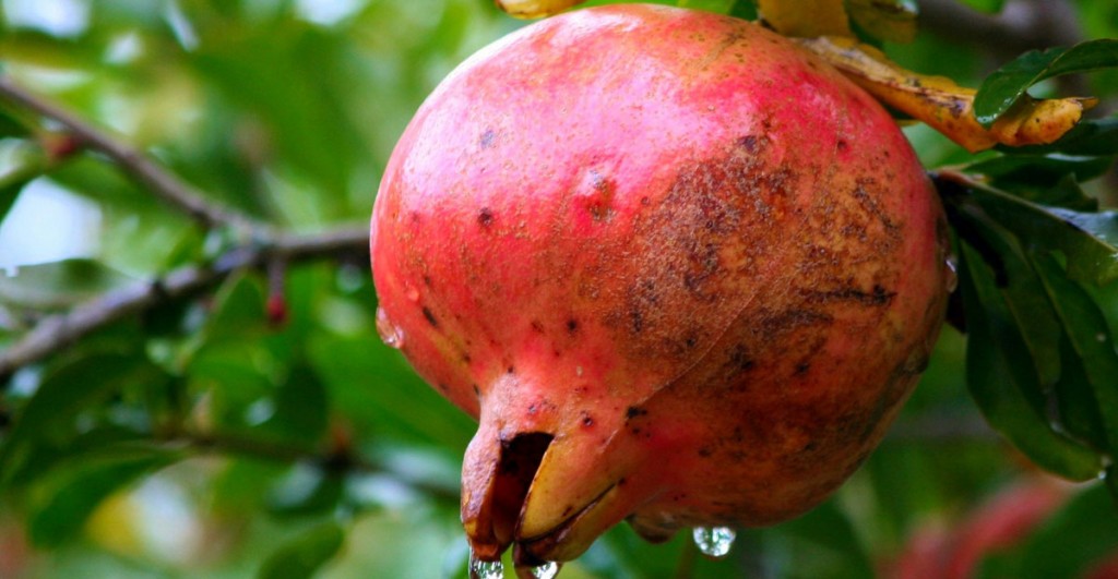 hanging_fruit